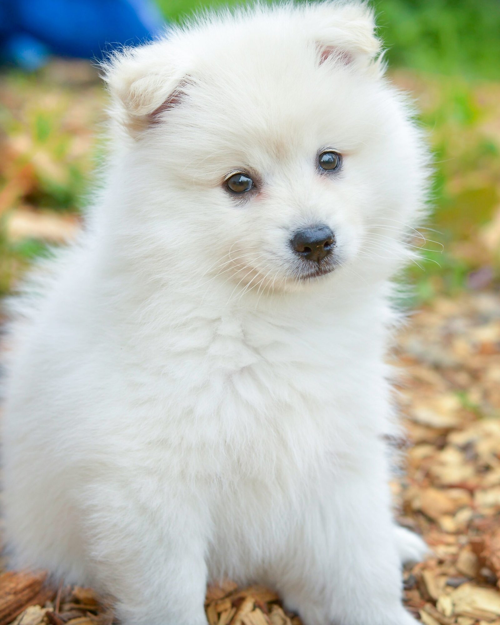 white pomeranian puppy on brown leaves